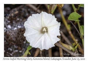 Arrow-leafed Morning Glory