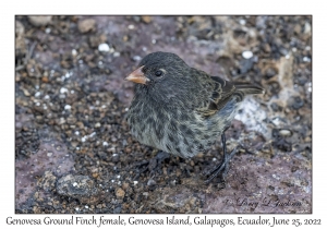 Genovesa Ground Finch female