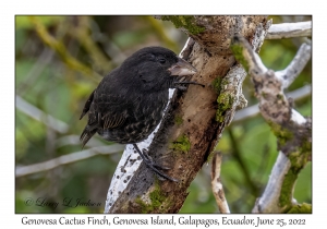 Genovesa Cactus Finch