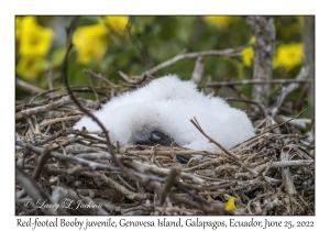 Red-footed Booby juvenile