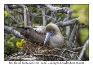 Red-footed Booby