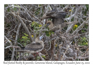 Red-footed Booby juvenile