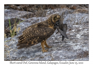 Short-eared Owl