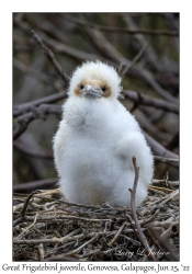 Great Frigatebird juvenile