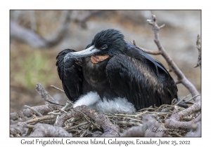 Great Frigatebird male