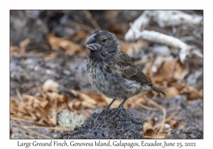 Large Ground Finch