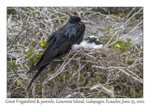 Great Frigatebird male