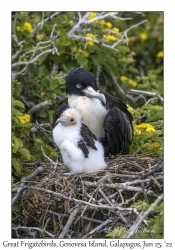 Great Frigatebird female