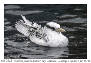 Red-billed Tropicbird juvenile