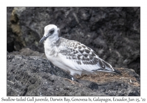 Swallow-tailed Gull juvenile