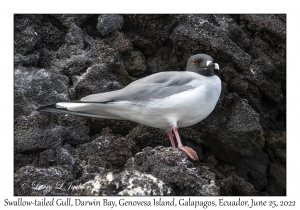 Swallow-tailed Gull