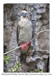 Red-footed Booby