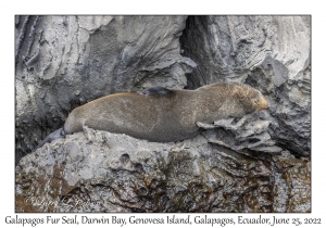 Galapagos Fur Seal