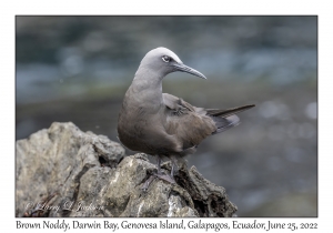 Brown Noddy