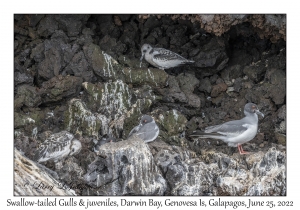 Swallow-tailed Gulls