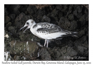 Swallow-tailed Gull juvenile