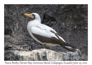 Nazca Booby