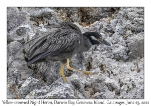 Yellow-crowned Night Heron