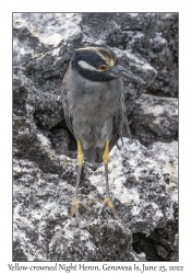 Yellow-crowned Night Heron