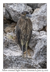 Yellow-crowned Night Heron juvenile