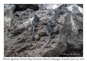 Marine Iguanas