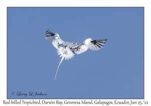 Red-billed Tropicbird