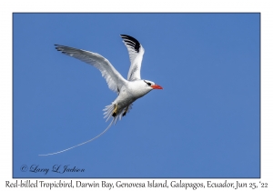 Red-billed Tropicbird