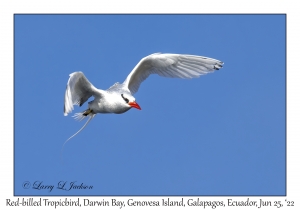 Red-billed Tropicbird