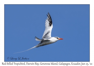 Red-billed Tropicbird