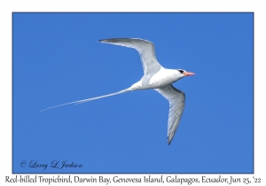 Red-billed Tropicbird