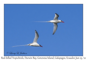 Red-billed Tropicbirds