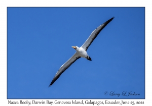 Nazca Booby