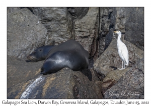 Galapagos Sea Lion