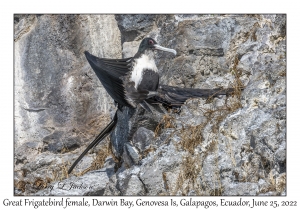 Great Frigatebird female