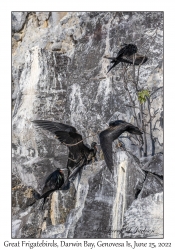 Great Frigatebird males