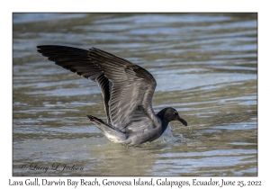 Lava Gull