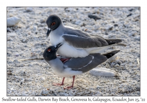 Swallow-tailed Gulls