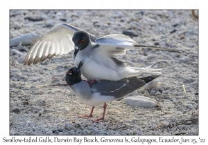 Swallow-tailed Gulls