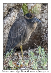 Yellow-crowned Night Heron