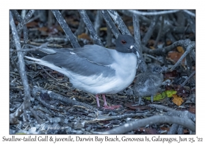 Swallow-tailed Gull & juvenile