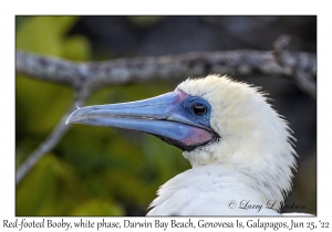 Red-footed Booby