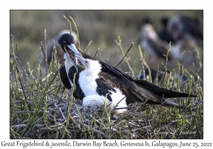 Great Frigatebird female & juvenile