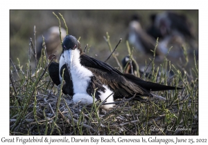 Great Frigatebird female & juvenile