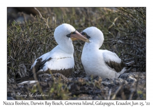 Nazca Boobies