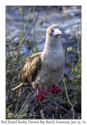 Red-footed Booby