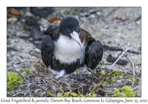 Great Frigatebird female & juvenile