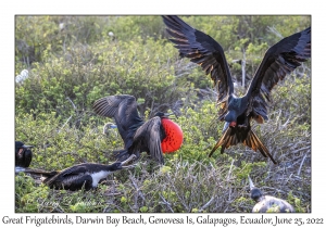 Great Frigatebirds