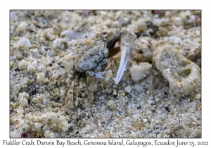 Fiddler Crab