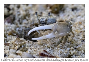 Fiddler Crab