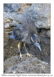 Yellow-crowned Night Heron